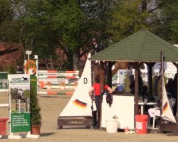 Springpferd Qatar D'Hof-Ten-Bos (Belgisches Warmblut, 2000, von Caesar van de Helle)