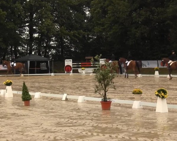 dressage horse Sangria (KWPN (Royal Dutch Sporthorse), 1999, from Wellington)