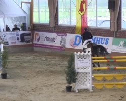 jumper Gk Quozient (Holsteiner, 2005, from Quantum)