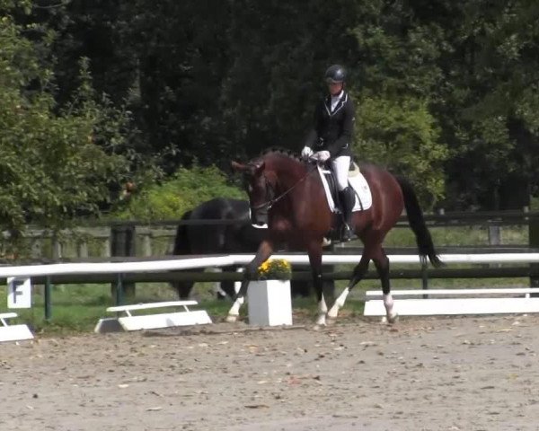 broodmare Drew (Hanoverian, 2011, from Damsey FRH)