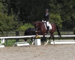 broodmare Drew (Hanoverian, 2011, from Damsey FRH)