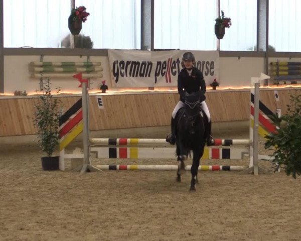 dressage horse Lady (Pony without race description, 2003)