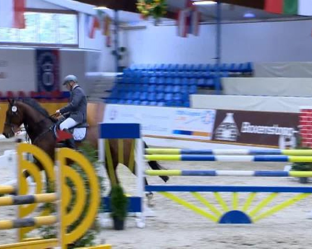 jumper La Cucaracha 10 (German Sport Horse, 2004, from Lagaro)
