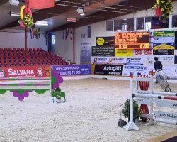 jumper Santa Monica 40 (Oldenburg show jumper, 2006, from Stakkato Gold)