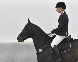 broodmare Showtime (Hanoverian, 2007, from Stakkato)