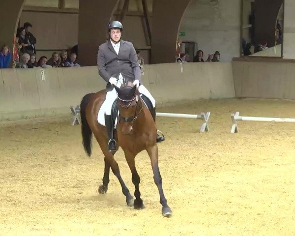dressage horse Daily Sunshine F (Württemberger, 2006, from Daddy Cool)