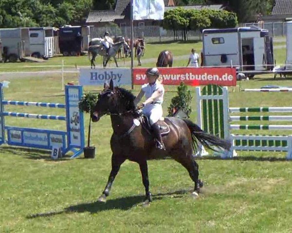 jumper Luxor 98 (Holsteiner, 1997, from Lasino) jumper Luxor 98 (Holsteiner, 1997, from Lasino)