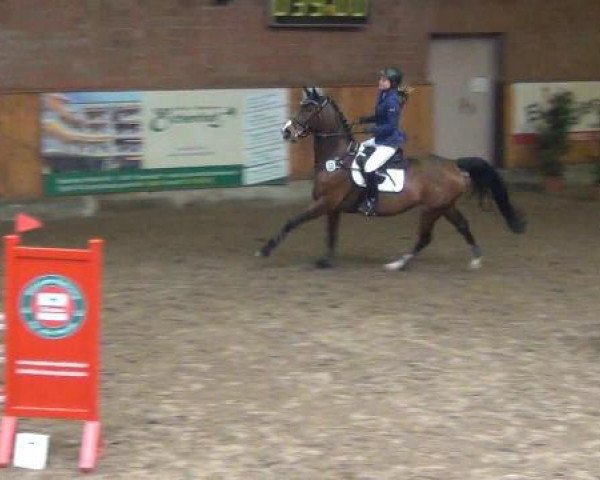 jumper Ravella 24 (Hanoverian, 2001, from Rotspon)