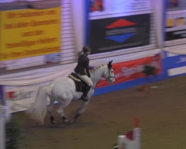 jumper Little Spirit 2 (Oldenburg show jumper, 2000, from Landsieger I)