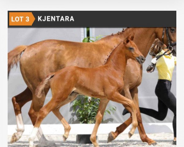 Pferd Kjentara (Hannoveraner, 2021, von Kjento)