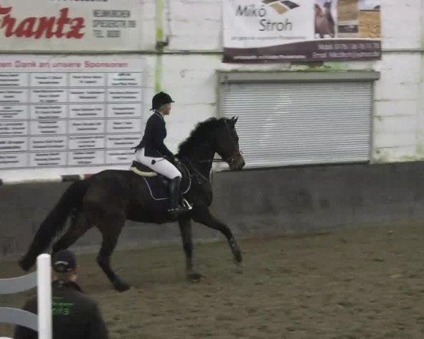 broodmare Scarlet 125 (Oldenburg, 2006, from Stedinger)