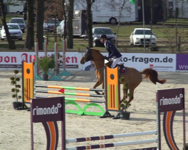 FEI Reitturnier Westergellersen (GER) 2021