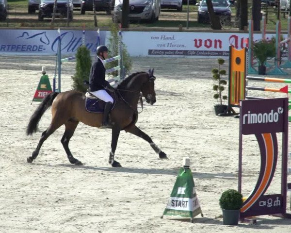 FEI Reitturnier Westergellersen (GER) 2021