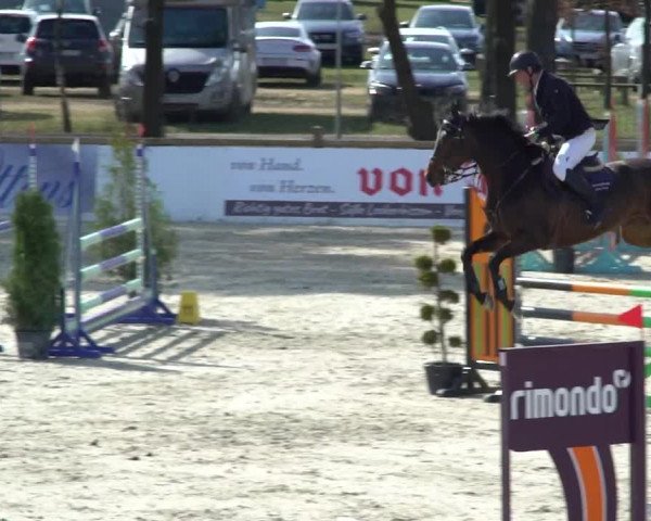 FEI Reitturnier Westergellersen (GER) 2021
