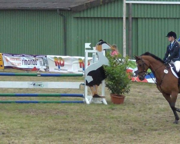 broodmare Pauline 249 (Holsteiner, 2000, from Candillo Z)