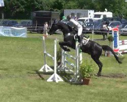 Springpferd Quasi F (Holsteiner, 2001, von Quinar)