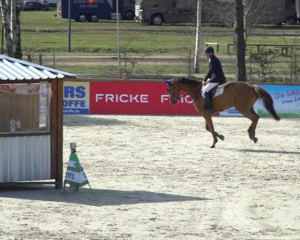 FEI Reitturnier Westergellersen (GER) 2021