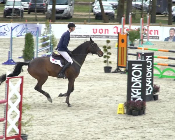 FEI Reitturnier Westergellersen (GER) 2021