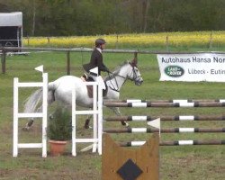 jumper Carlona (Czech Warmblood, 1999, from Lombard)