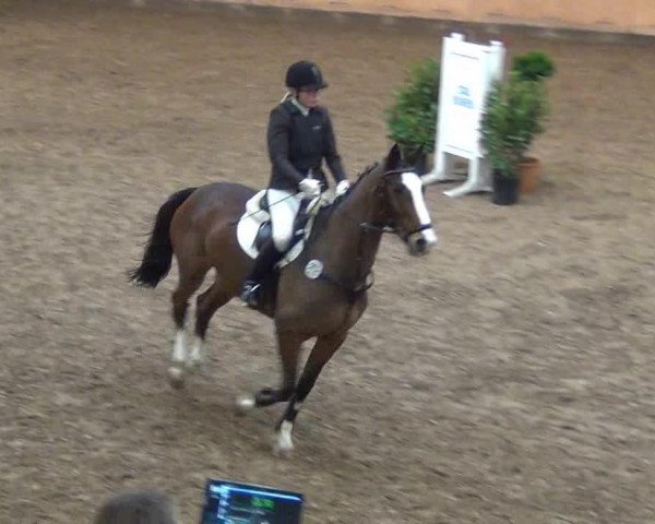 Springpferd Charisma 226 (Deutsches Reitpferd, 2005, von Antony 29) Springpferd Charisma 226 (Deutsches Reitpferd, 2005, von Antony 29)