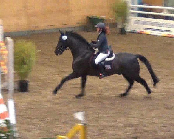 jumper Grande 173 (German Warmblood, 2000, from Golden Dream)
