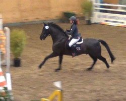 jumper Grande 173 (German Warmblood, 2000, from Golden Dream)
