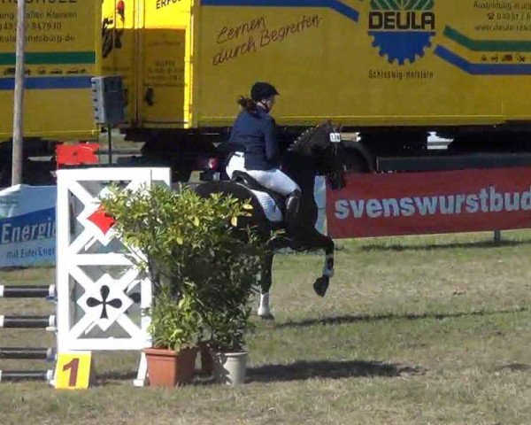jumper Cananea (German Warmblood, 2000, from Claudio's Son)