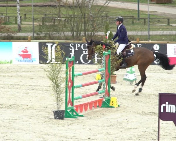 FEI Reitturnier Westergellersen (GER) 2021