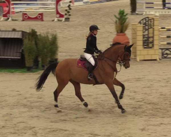 FEI Reitturnier Westergellersen (GER) 2021