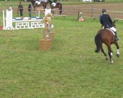 Cavallo da salto Clark Gable 2 (Holsteiner, 1997, di Contender)
