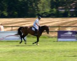 jumper Chambertin's Girl (Oldenburg, 2005, from Chambertin)