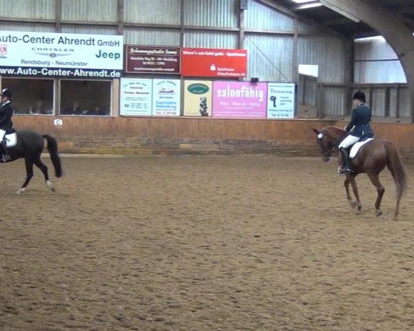 Dressurpferd Samson 430 (Arabisches Halbblut / Partbred, 1997, von Remon AA)