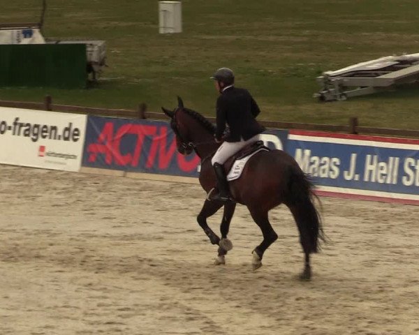 FEI Reitturnier Westergellersen (GER) 2021