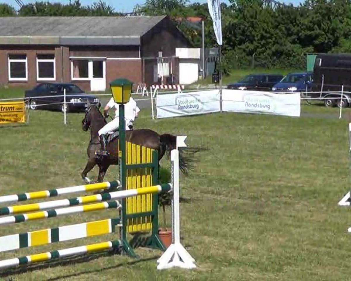 Cavallo da salto Quantus 9 (Holsteiner, 2005, di Quintero)