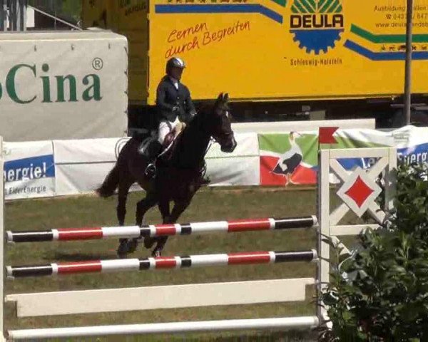 Springpferd Castello K (Holsteiner, 2002, von Castellini)