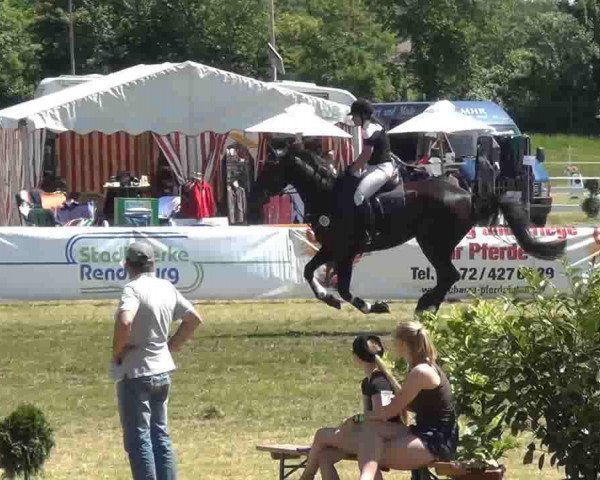broodmare Euphoria 6 (Holsteiner, 2006, from Ephebe For Ever)