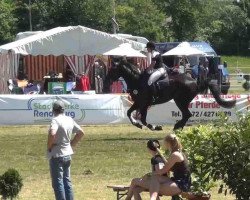 broodmare Euphoria 6 (Holsteiner, 2006, from Ephebe For Ever)