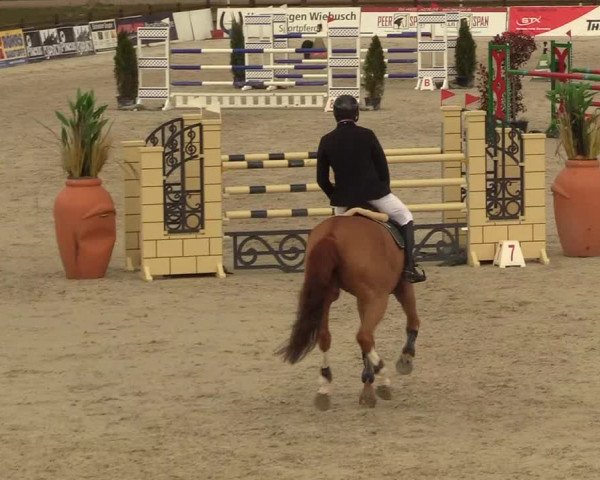 FEI Reitturnier Westergellersen (GER) 2021