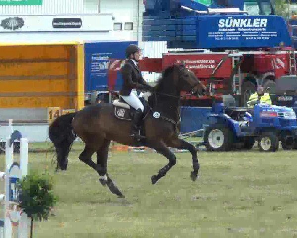 jumper Elvis 184 (Slovenian Warmblood, 2004, from Caledo)