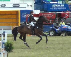 Springpferd Elvis 184 (Slowenisches Warmblut, 2004, von Caledo)