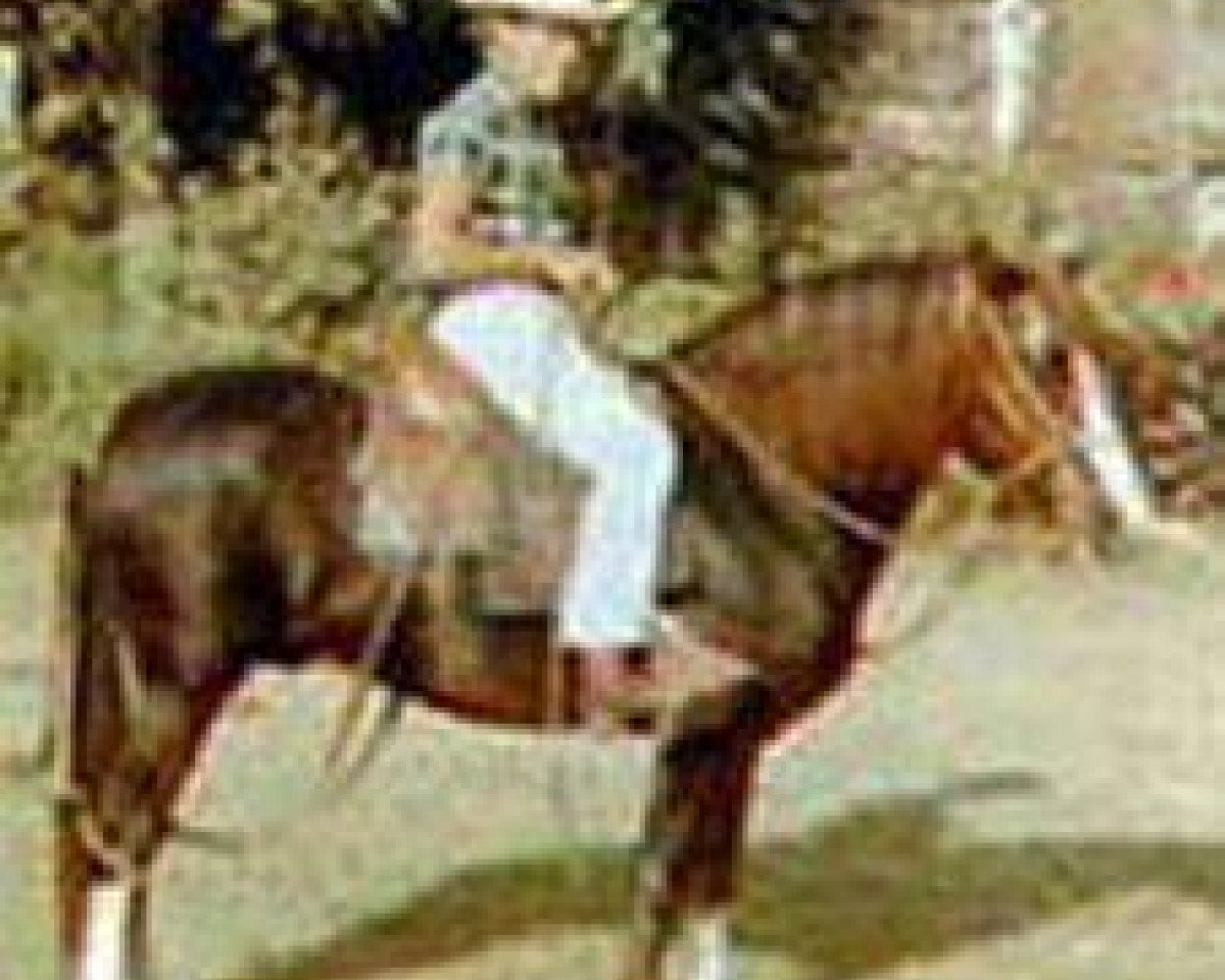 stallion Palomino ALZ (Peruvian Paso,  , from HDA Desagravio)