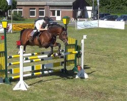 Springpferd Conchito (Holsteiner, 2005, von Contender)