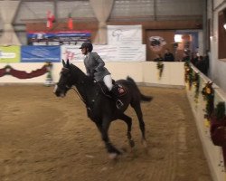 broodmare Filicita (Holsteiner, 2006, from For Pleasure)