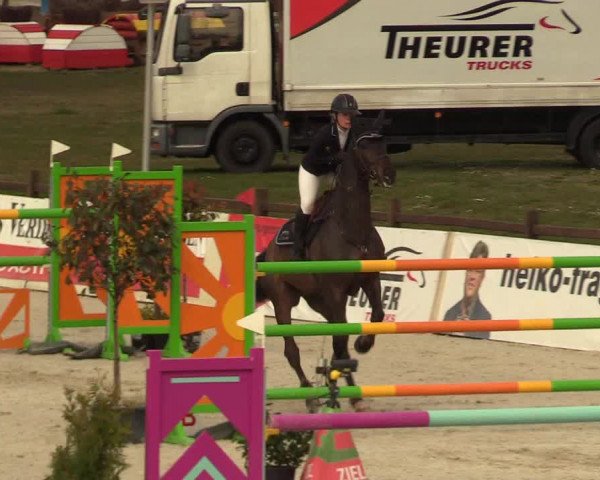 FEI Reitturnier Westergellersen (GER) 2021