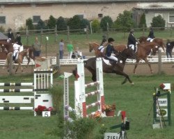 jumper Let it be 10 (Oldenburg show jumper, 2007, from Lancerto)