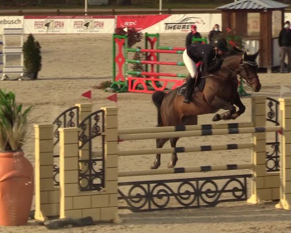 FEI Reitturnier Westergellersen (GER) 2021