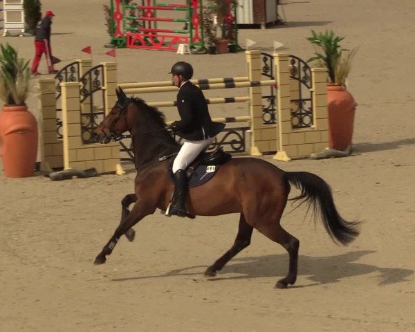 FEI Reitturnier Westergellersen (GER) 2021