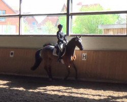 Dressurpferd Lilly Marleen 32 (Trakehner, 2000, von Oxford)