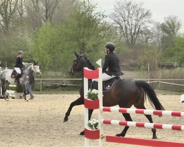 Reitturnier Lampertheim 2021