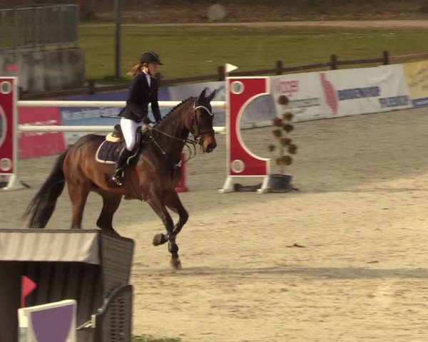 FEI Reitturnier Westergellersen (GER) 2021